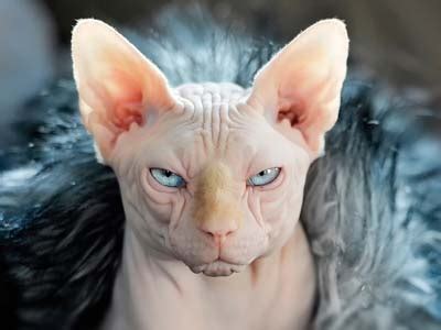 How Much Does A Sphynx Cat Cost In Australia - Food Ideas