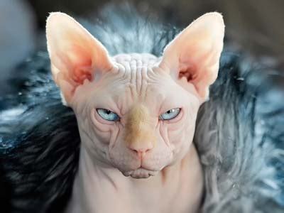 There are several breeds of hairless cats in the cat fancy today. Sphynx - Price, Personality, Lifespan