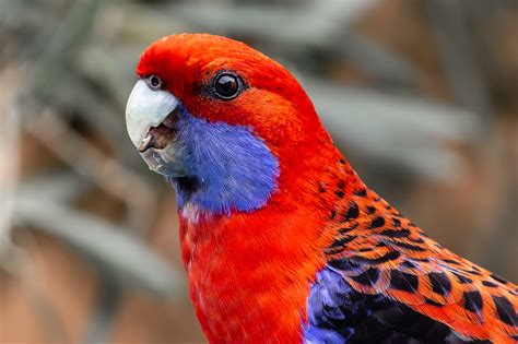 Birds Of Australia Places Photos And Stories