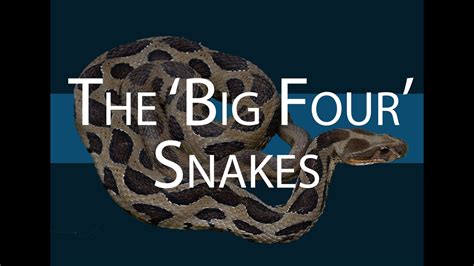 The Big Four Snakes Youtube