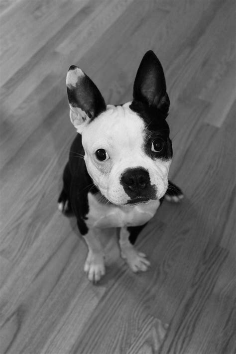 Why Do Boston Terriers Have Seizures