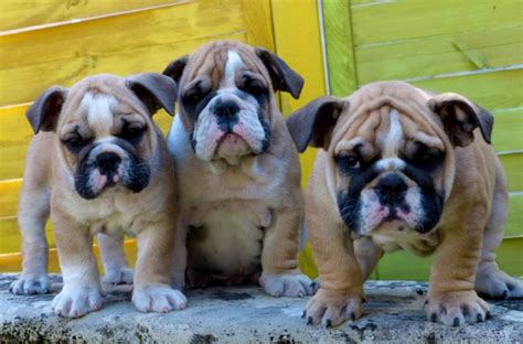 3 résultats pour 'chiot bulldog anglais'. A reserver chiot lof bulldog anglais à Pessac - Marche.fr