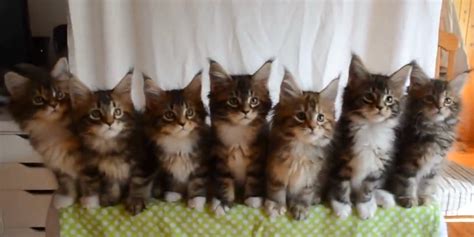 These 7 Kittens Are Totally In Sync