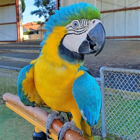 Blue And Gold Macaw For Sale Blue And Yellow Macaw For Sale