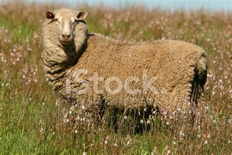 Sheep Stock Photo Royalty Free Freeimages