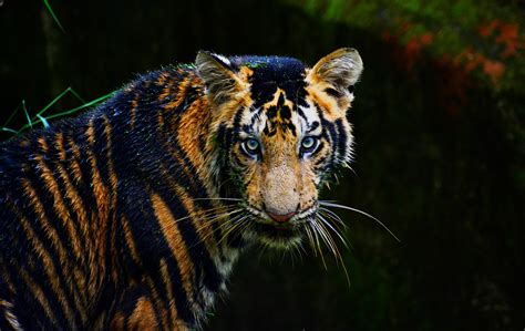 Bengal Tiger · Free Stock Photo