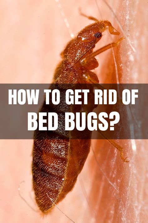How To Get Rid Of Bed Bugs At Home How To Kill Bed Bugs