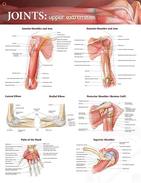 Supraspinatus tendon is most often involved. Joints: Upper Extremities Chart 20x26 | Muscle anatomy ...