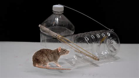 Plastic Bottle Mouse Trap Easy Mouserat Trap Best Mouse Trap