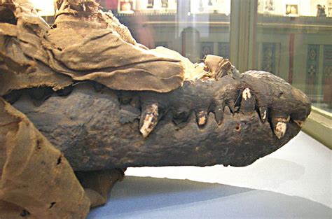 What Egyptian Crocodile Mummies Tell Us About Life Death And Taxes