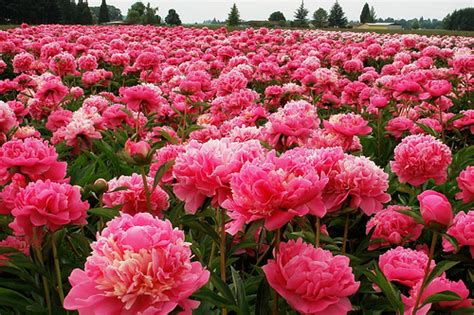 Peonies are frequent guests in the gardens and suburban areas. Flowers similar to peonies?