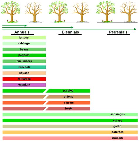 Annuals And Perennials Examples