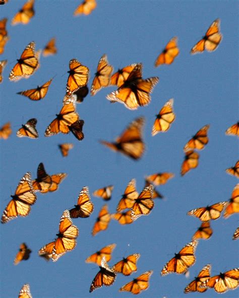 Living On Earth Monarch Migration