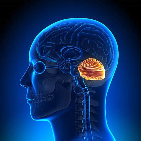 A Recent Study Has Found That The Human Brains Cerebellum Is More