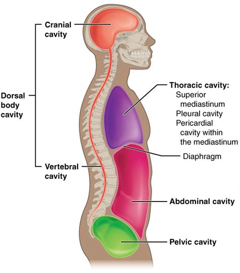 The liver lies on the right side of the abdominal cavity beneath the diaphragm. Dorsal Cavity - Definition, Organs and Function | Biology ...