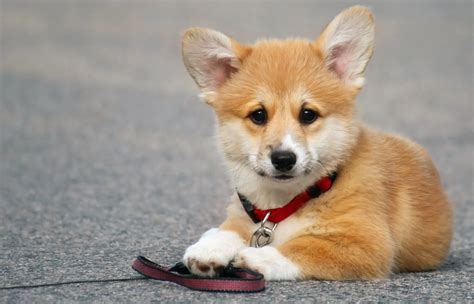 Corgi Shiba Inu Mix A Fun And Foxy Friend Perfect Dog Breeds