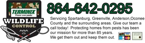 Black pest can help you get rid of these relentless little critters! Anderson Wildlife Control Company, Anderson County SC ...