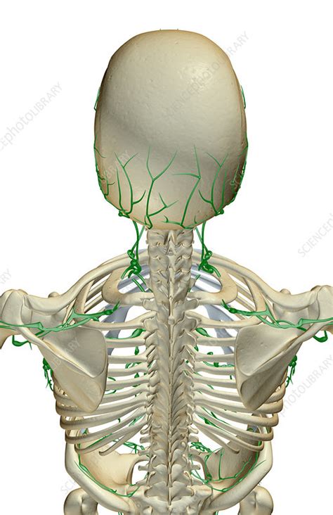 The Lymph Supply Of The Head And Shoulders Stock Image F0017092