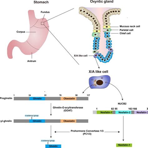 The Production Of Nesfatin 1 And Ghrelin In Gastric Xa Like Cell The