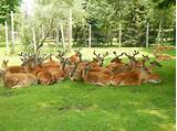 Images of Wisconsin Dells Deer Park