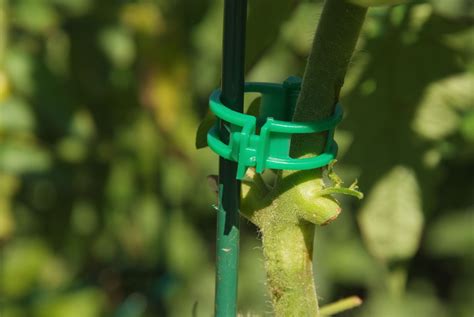 Anything To Make Tomato Staking Easier Plant Clips Colorful Garden