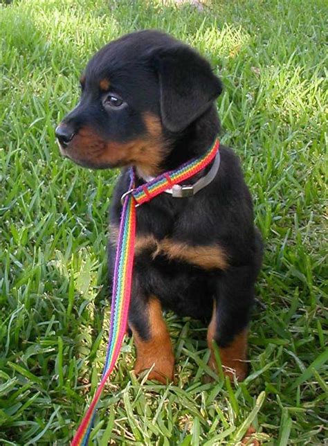 Our rottweiler puppies for sale come from either usda licensed commercial breeders or hobby breeders with no more than 5 breeding mothers. Houston Rottweiler Rescue | PETSIDI