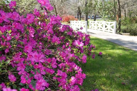 Box 2624, spartanburg, sc, 29304. Charleston's Favorite Springtime Festivals - Things to Do ...