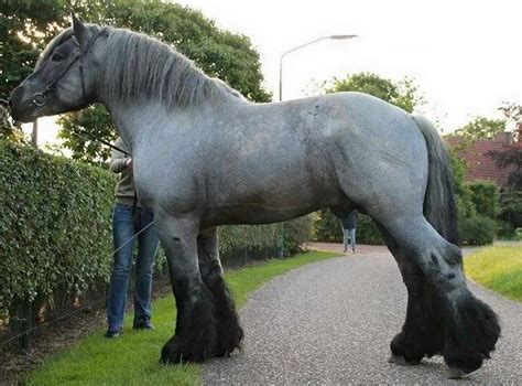 Top 5 Worlds Biggest Horses With Pictures By Pets Planet