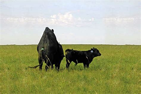 Back Patches Improve Visual Heat Detection Canadian Cattlemen