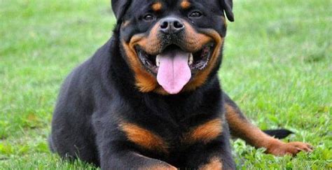 How To Train A Rottweiler