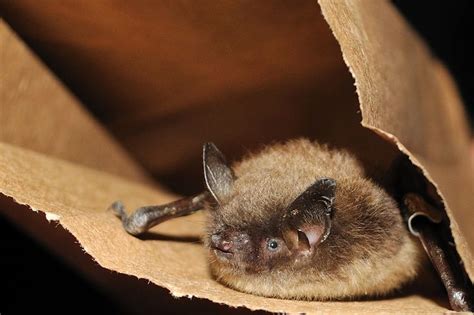 Little Brown Bat Myotis Lucifugus Cute Animals Animals Friendship