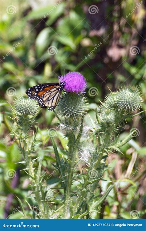 Monarch Butterfly On A Thistle Stock Photo Image Of Insect South