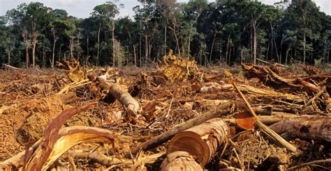 Nigeria Launches Redd To Tackle Deforestation