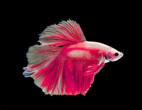 Beautiful Color Pink Dragon Siamese Fighting Fish In Thailand Betta