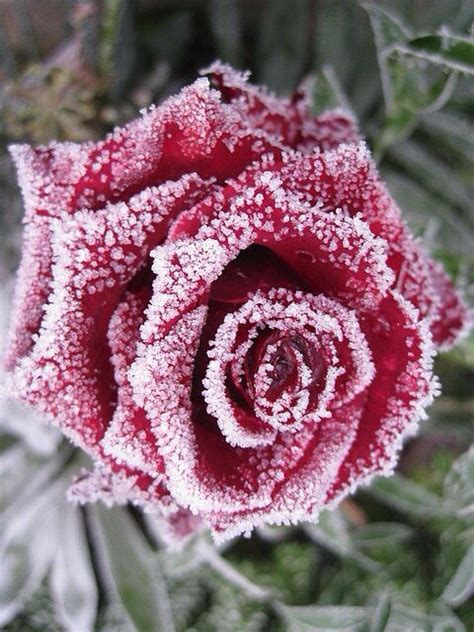 Snow Covered Rose Beautiful Flowers Flowers Frozen Rose