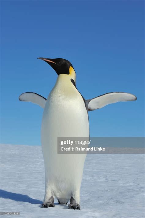 Emperor Penguins Aptenodytes Forsteri Adult Spreading Wings Snow Hill