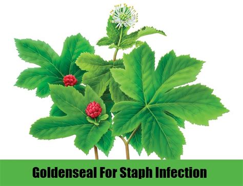 6 Natural Cures For Staph Infection How To Cure Staph Infection