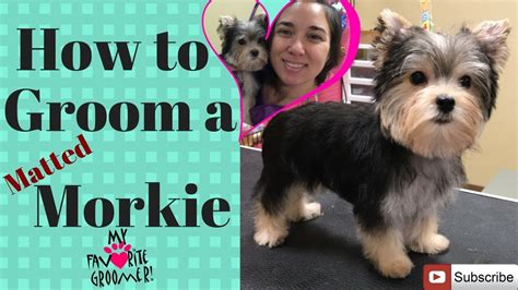 Grooming Morkie Styles