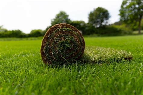 How To Get Bermuda Grass To Spread The Best Ways In 2022