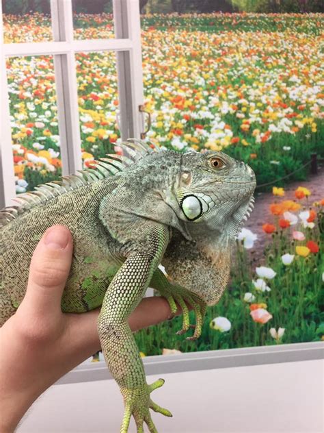 It is our commitment to provide quality veterinary care throughout the life of your pet. Exotic Pet Care at Little Critters Vet - Veterinarians ...