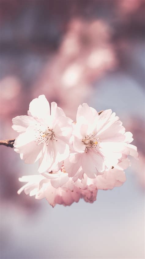 2160x3840 Pink Flower Tree Bloom Spring Sony Xperia Xxzz5 Premium Hd