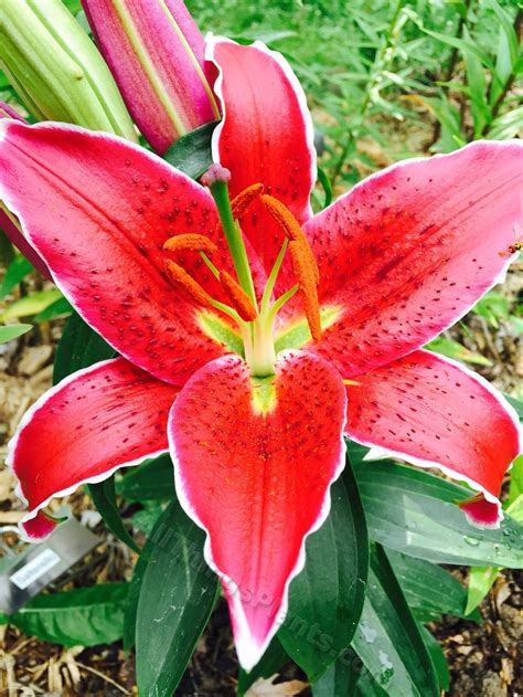 Photo Of The Bloom Of Lily Lilium Lily Looks Sunny Grenada Posted By