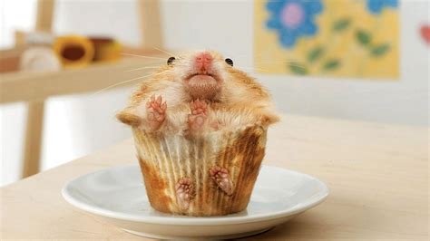 Funny Pfp Hamster : Poster Funny Hamster Redbubble