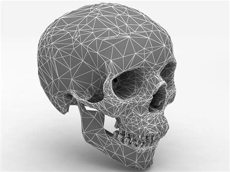 3d Real Human Skull Model 3d Model Cgtrader