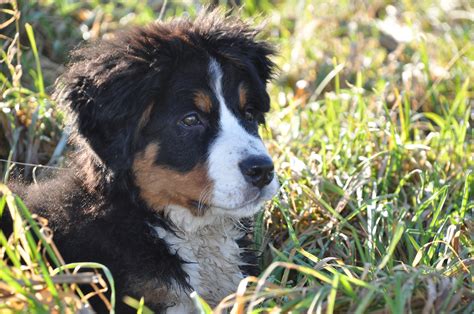 53 Best Bernese Mountain Dog Breeder Image Bleumoonproductions