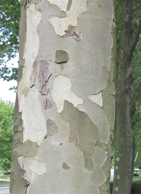 Bark Tree Guide Uk Bark Used For Tree Identification