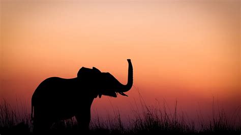 Elephant Silhouette Sunset