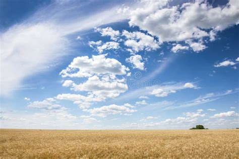 Wheatfield And Sky Stock Photo Image Of Eating Wheat 5915208