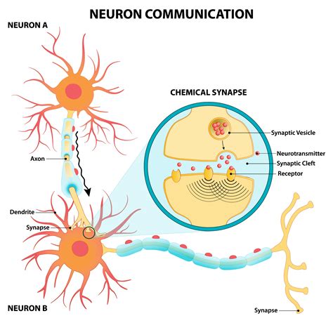 Neurons In The Brain