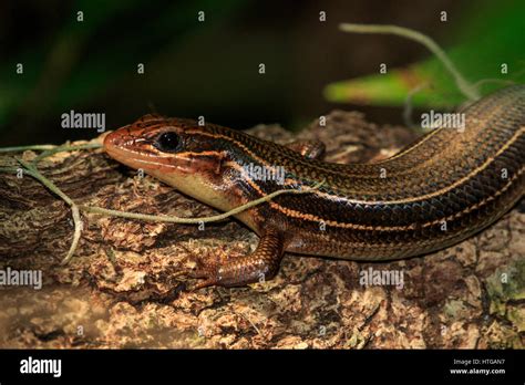 Eumeces Plestiodon Laticeps Hi Res Stock Photography And Images Alamy